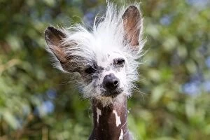 5 Gallery: Chinese Crested / Hairless Dog