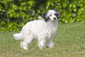 Images Dated 28th April 2011: Chinese crested / Powder puff Dog
