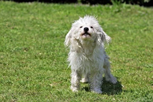 Images Dated 17th April 2007: Chinese Crested Powder Puff Dog