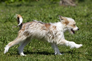 Images Dated 17th April 2007: Chinese Crested Powder Puff Dog