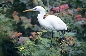 Images Dated 16th December 2005: Chinese egret Korea
