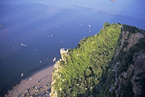 Images Dated 16th December 2005: Chinese egret - nesting colony on cliff top
