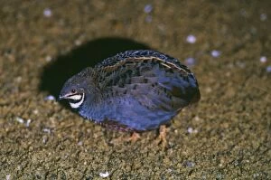 Images Dated 7th June 2006: Chinese Francolin / Painted Quail