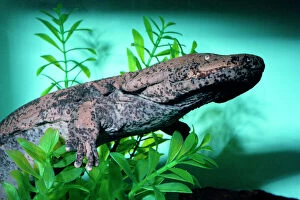 Images Dated 8th December 2009: Chinese Giant Salamander - swimming
