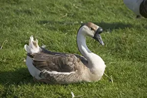 Asiatic Prints: Chinese goose Cotswold Farm Park, Temple Guiting, Gloucestershire, UK