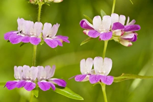 Images Dated 10th April 2010: Chinese Houses / Innocence - in flower. Chaparral - south California