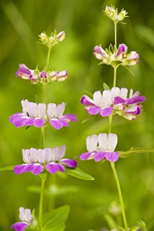 Images Dated 10th April 2010: Chinese Houses / Innocence - in flower. Chaparral, south California