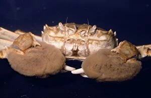 Images Dated 8th February 2006: Chinese Mitten Crab