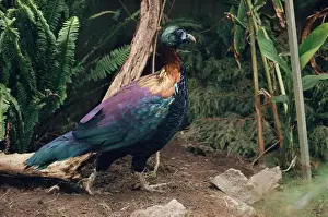 Pheasants Prints: Chinese Monal - male