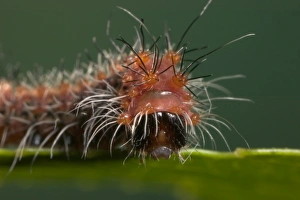 Images Dated 18th March 2005: Chinese Moon Moth - caterpillar