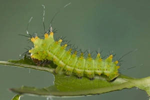 Images Dated 22nd March 2005: Chinese Moon Moth - Caterpillar