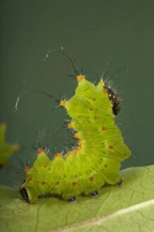 Images Dated 2nd December 2007: Chinese Moon Moth - Caterpillar