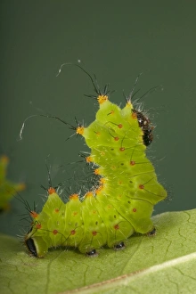 Images Dated 2nd December 2007: Chinese Moon Moth - Caterpillar
