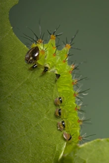Images Dated 22nd March 2005: Chinese Moon Moth - Caterpillar eating a leaf