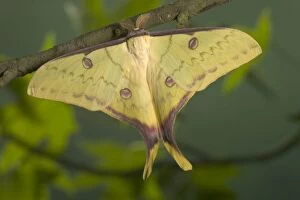 Images Dated 22nd March 2005: Chinese Moon Moth - Male