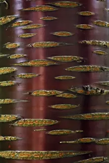 Plant Texture Prints: Chinese Red-Barked Birch Tree - detailed study of bark on stem, Lower Saxony, Germany