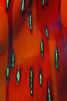 Plant Texture Prints: Chinese Red-Barked Birch Tree - sunlight shining through strip of bark