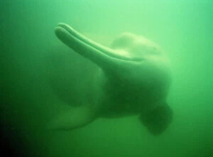 Images Dated 13th January 2011: Chinese River Dolphin NG 28 China Lipotes vexillifer © Nick Gordon / ARDEA LONDON