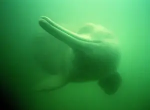 Dolphin Prints: Chinese River Dolphin NG 28 China Lipotes vexillifer © Nick Gordon / ARDEA LONDON