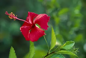 Stamen Prints: Chinese Rose JPF31657