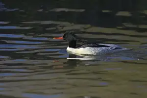 Chinese or Scaly Merganser - Male Mergus squamatus Arundel WWT Sussex, UK BI015222