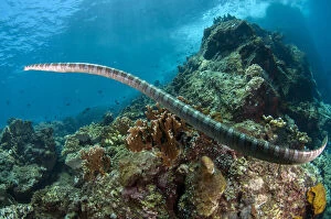 Banded Gallery: Chinese Sea Snake - Red Cliff dive site, Manuk Island, Indonesia
