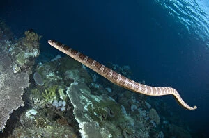 Banded Gallery: Chinese Sea Snake - Snake Ridge dive site, Manuk Island, Indonesia
