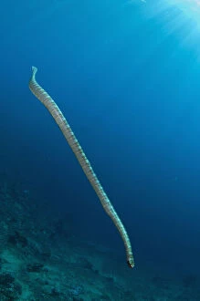 Banded Gallery: Chinese Sea Snake - with sun in background - Snake Ridge dive site, Manuk Island, Indonesia