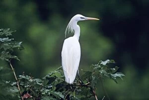 CHINESE / Swinhoes EGRET - back view