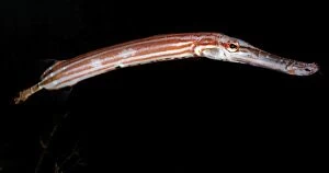 Images Dated 25th November 2008: Chinese Trumpet Fish - Indo-Pacific: East Africa to Hawaii, north to Japan
