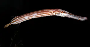 Trumpetfishes Prints: Chinese Trumpet Fish - Indo-Pacific: East Africa to Hawaii