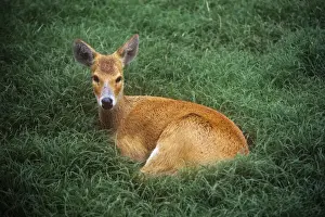 Chinese Water Deer