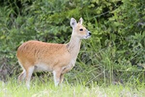 Images Dated 1st July 2004: Chinese Water Deer - Buck Norfolk UK
