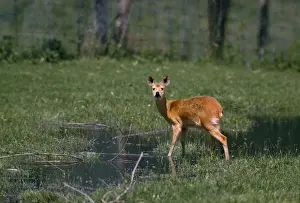 Chinese Water Deer - Male in natural habitat