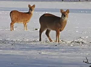 Chinese Water Deer - in snow