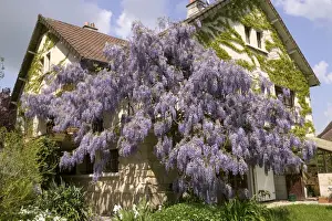 Climber Prints: Chinese Wisteria - growing around a house. France