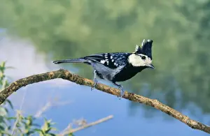 Chinese Yellow / Yellow Cheeked Tit Himalayas India - Indo China