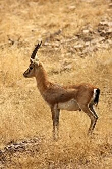 Images Dated 9th March 2008: Chinkara / Indian Gazelle in the dry grassland, Ranthambhor National Park, India