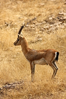 Chinkara / Indian Gazelle in the dry grassland Chinkara / Indian Gazelle in the dry grassland
