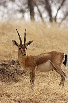 Images Dated 9th March 2008: Chinkara / Indian Gazelle in the dry grassland, Ranthambhor National Park, India