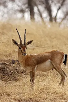 Chinkara / Indian Gazelle in the dry grassland, Ranthambhor National Park, India