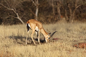 Images Dated 17th March 2007: Chinkara / Indian Gazelle - feeding, Ranthambhor National Park, India