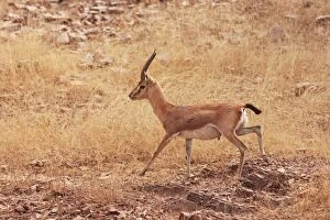 Images Dated 9th March 2008: Chinkara / Indian Gazelle, Ranthambhor National Park, India