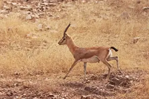 Chinkara / Indian Gazelle, Ranthambhor National Park, India