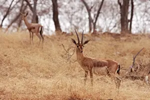 Chinkara / Indian Gazelle, Ranthambhor National Park, India