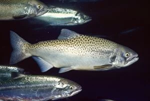 Images Dated 29th July 2008: Chinook / King Salmon Alaska to California