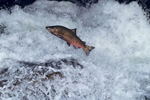Migration Collection: Chinook salmon - leaping falls during migration to its spawning area. Pacific Northwest. LX317