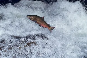 Chinook salmon - leaping falls during migration to its spawning area Chinook salmon - leaping falls during migration to its spawning area