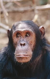 Images Dated 17th May 2005: Chinpanzee - 'Gimble' male 16 yrs. Gombe, Tanzania