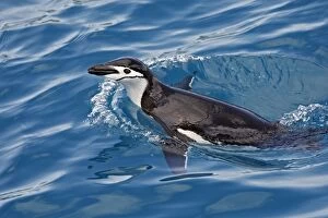 Images Dated 20th January 2008: Chinstrap Penguin